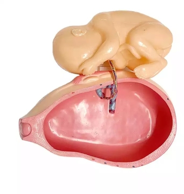 PVC Fetus Uterus Human Anatomical Teaching Models For Practice Teaching