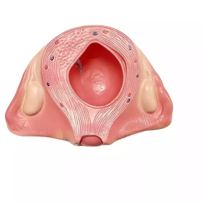 PVC Fetus Uterus Human Anatomical Teaching Models For Practice Teaching