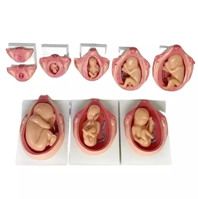 PVC Fetus Uterus Human Anatomical Teaching Models For Practice Teaching