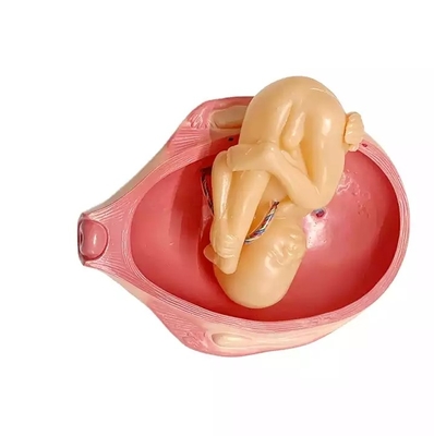PVC Fetus Uterus Human Anatomical Teaching Models For Practice Teaching