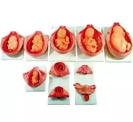 PVC Fetus Uterus Human Anatomical Teaching Models For Practice Teaching